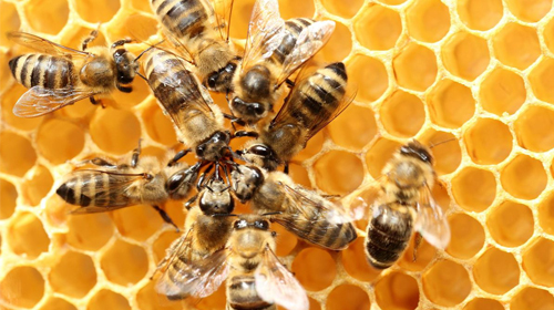 generalpest control service