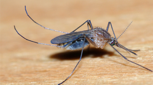 generalpest control service