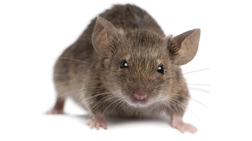 generalpest control service